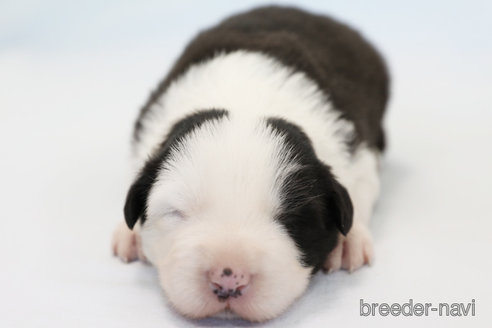 成約済の神奈川県のボーダーコリー-274594の6枚目